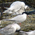 Roseate Tern
